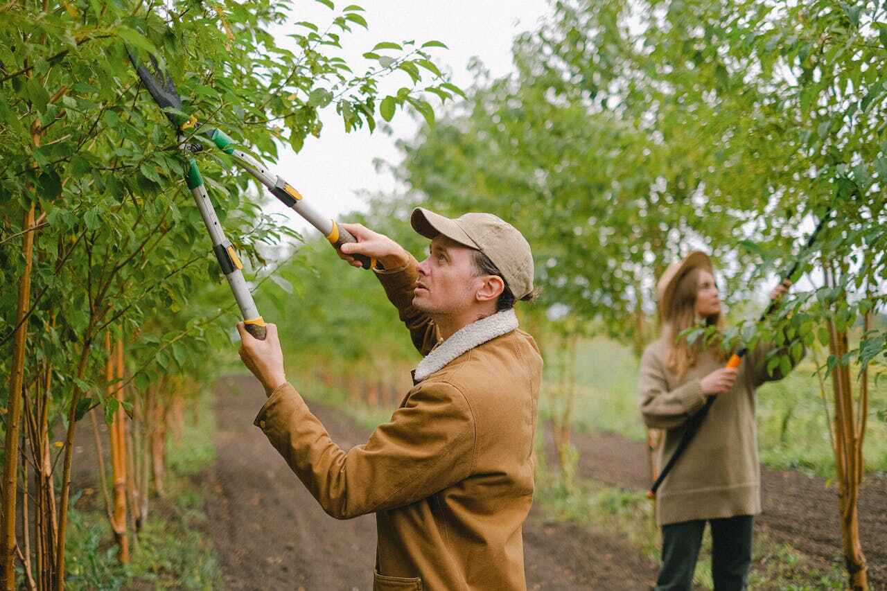 The Steps Involved in Our Tree Care Process in Driggs, ID